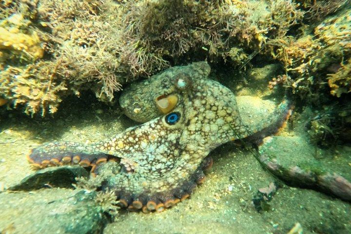 Snorkel San Diego's Mission Bay with a Marine Biologist