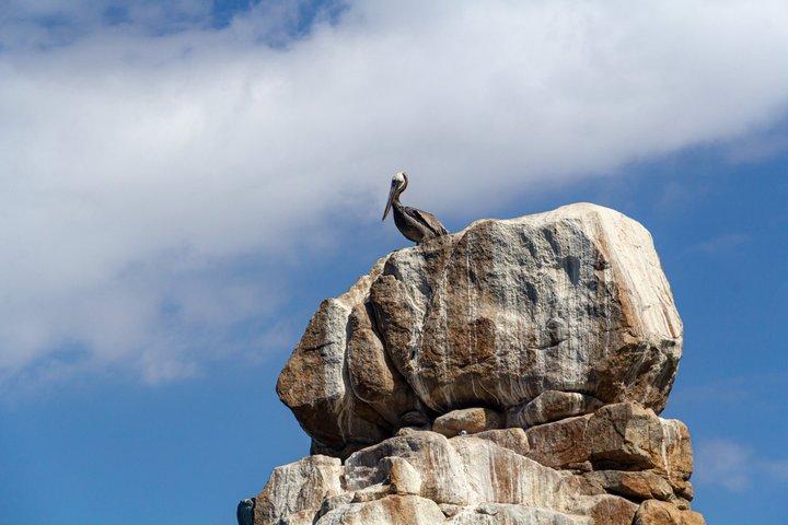 Snorkel Tour and Glass-Bottom Boat Ride in Cabo San Lucas