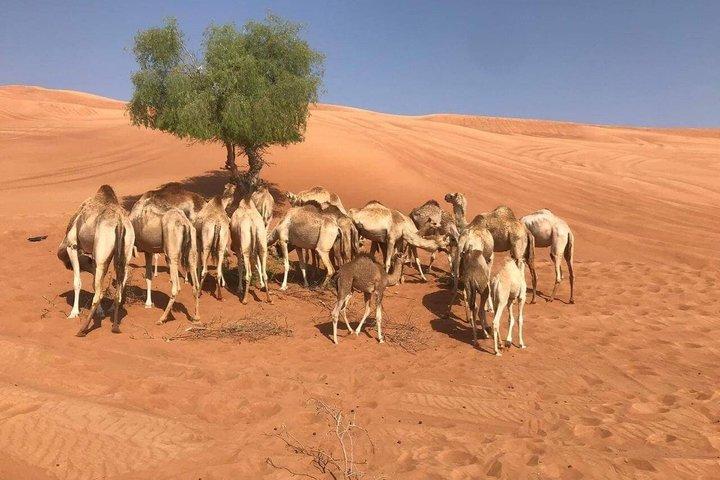 Morning Desert Safari with Quad Bike, Camel Ride & Falcon