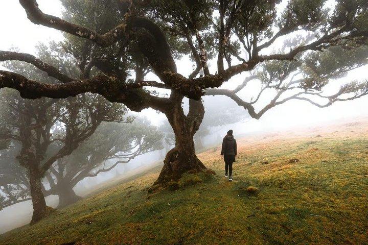 Madeira : Fanal Forest, Porto Moniz North Coast Villages 4x4