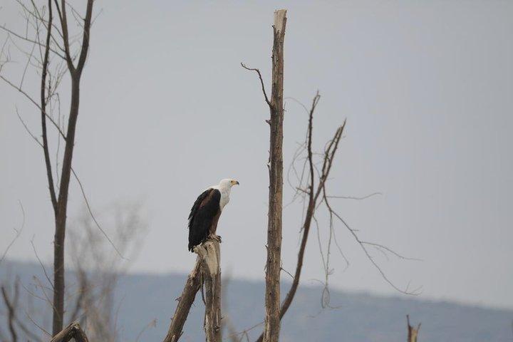 Birdwatching at Bishoftu Creator lake Day Trip from Addis Ababa