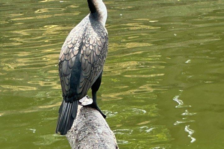 Birdwatching at Bishoftu Creator lake Day Trip from Addis Ababa