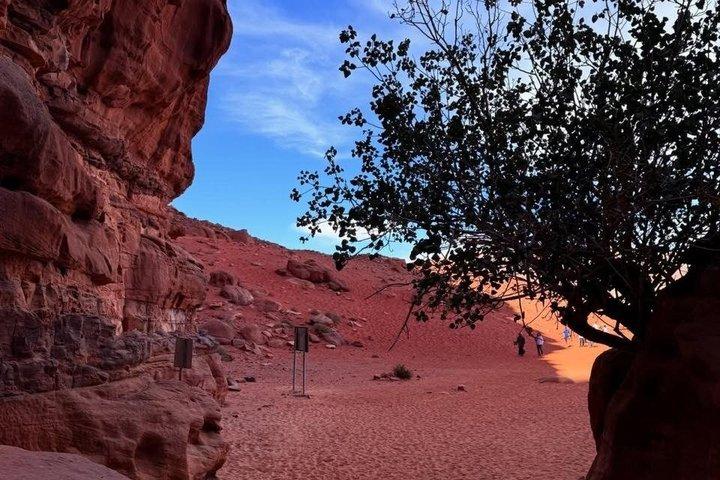 4 Hour Jeep Tour Morning or Sunset Wadi Rum Desert Highlights