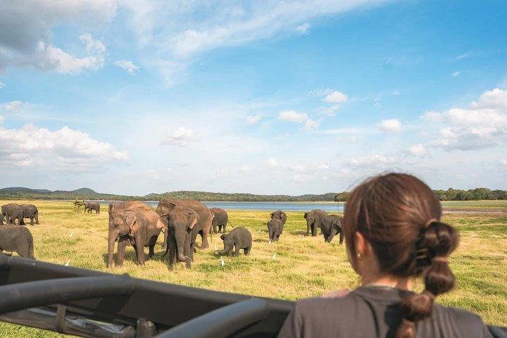 Minneriya National Park Elephant Safari Tour Sigiriya