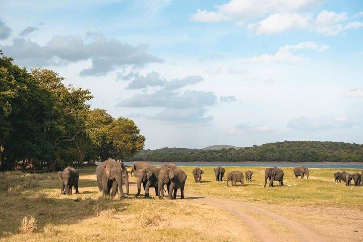 Minneriya National Park Elephant Safari Tour Sigiriya