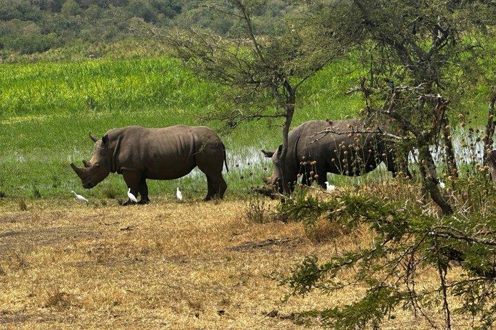 Rwanda Safari - 1 Day Akagera Big Five Safari from Kigali