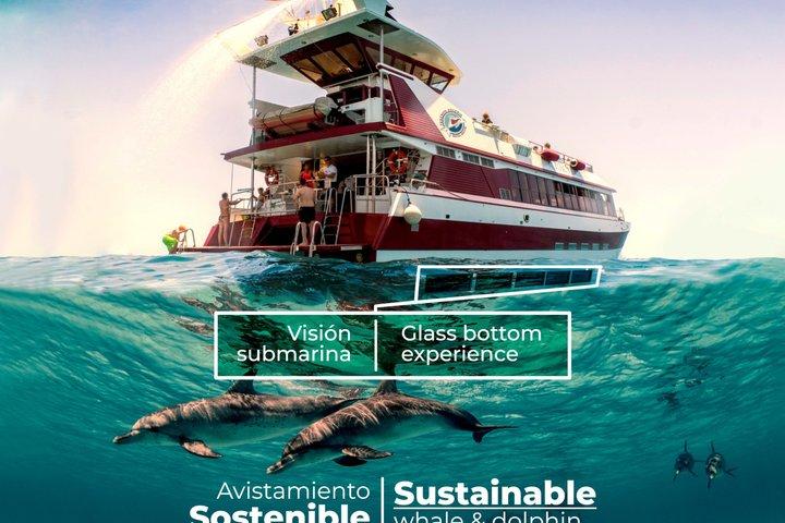 Dolphin & Whale Watching Mini Cruise with Underwater Viewing