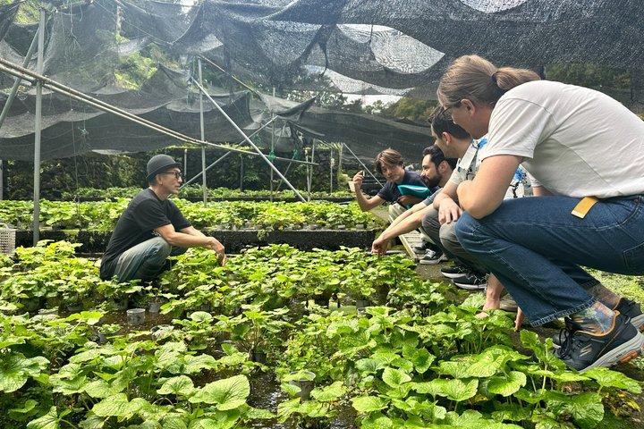 Mt. Fuji Private Day Tour: Wasabi Farm, Nature & Scenic Views