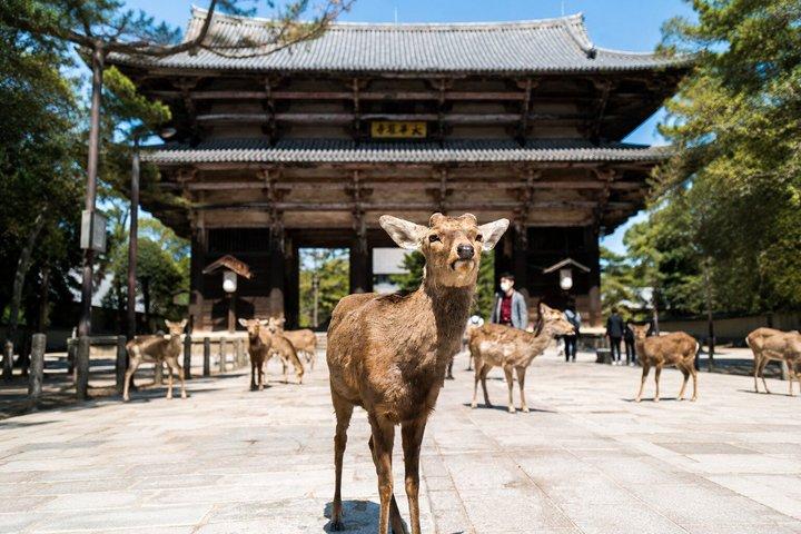 Nara Deer Park Todaiji and Buddha Temple Walking Tour