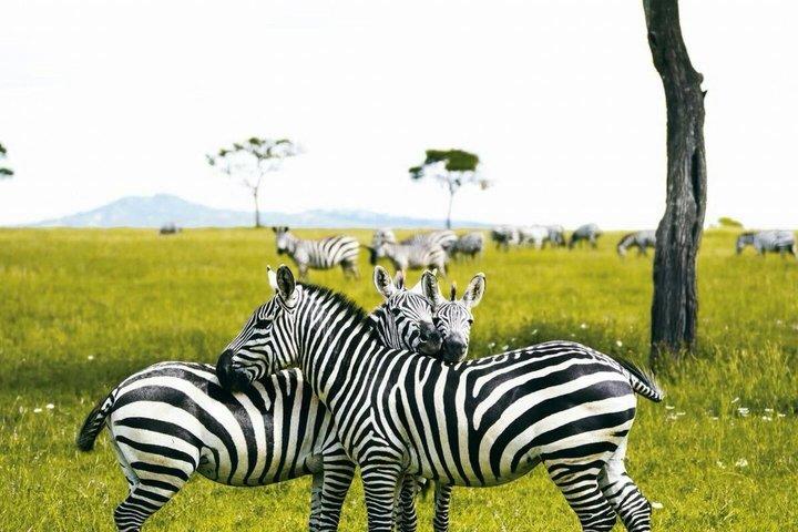 From Nairobi: 4 Days 3 Nights Masai Mara Lake Nakuru Safari
