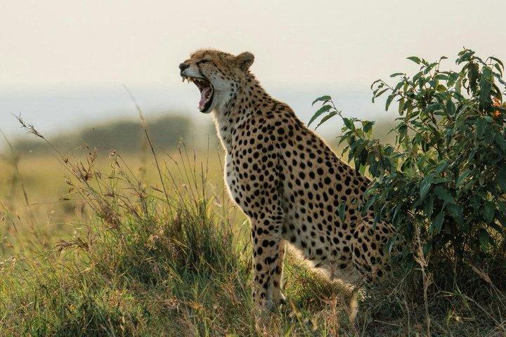 From Nairobi: 4 Days 3 Nights Masai Mara Lake Nakuru Safari