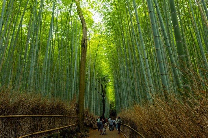 Kyoto Bus Tour: Fushimi, Kiyomizu, Kinkaku-ji & Arashiyama