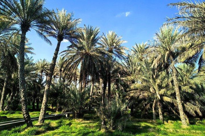 Private Al Ain Tour From Dubai With English Speaking Driver