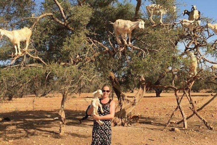 Luxury Private Day Trip to Essaouira From Marrakech