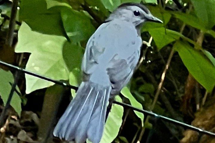 Central Park Beginner Birdwatching Tour