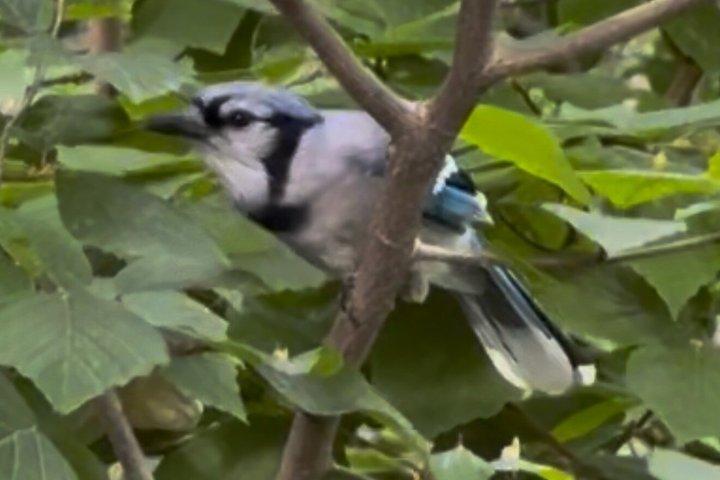Central Park Beginner Birdwatching Tour