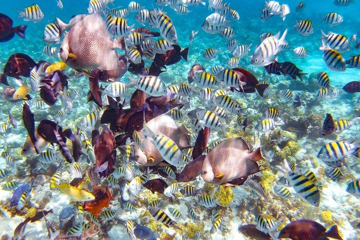 Nassau: Pearl Island Reef Snorkeling + Beach Day & Bahamian Lunch