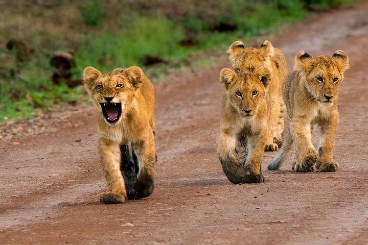 3 days 2 nights budget safari to Maasai Mara National Reserve