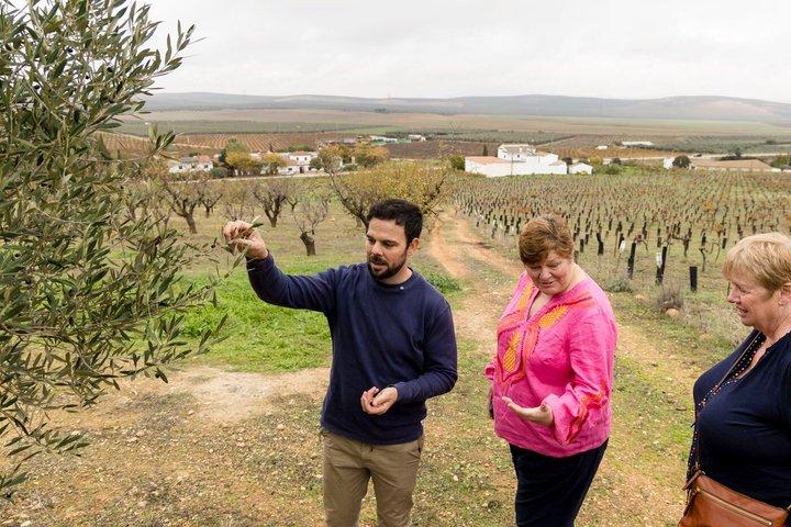 Organic Wine and Olive Oil Tour with Tapas From Málaga