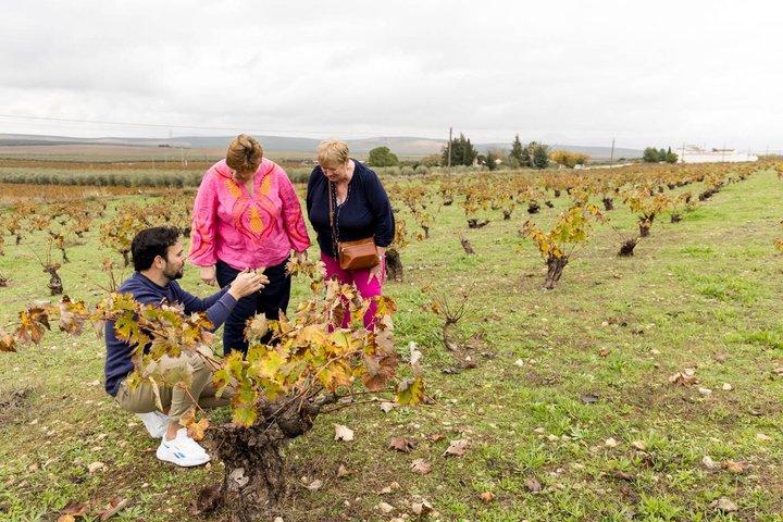 Organic Wine and Olive Oil Tour with Tapas From Málaga