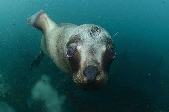 Snorkeling with Sea Lions