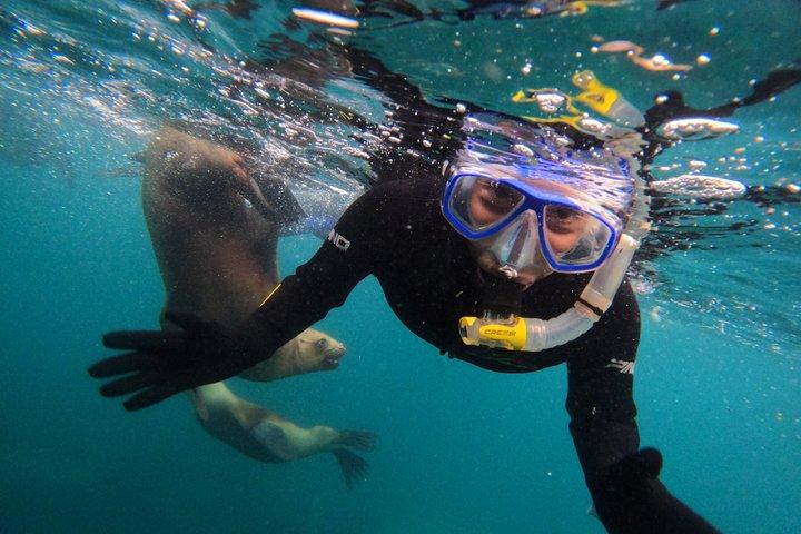 Snorkeling with Sea Lions