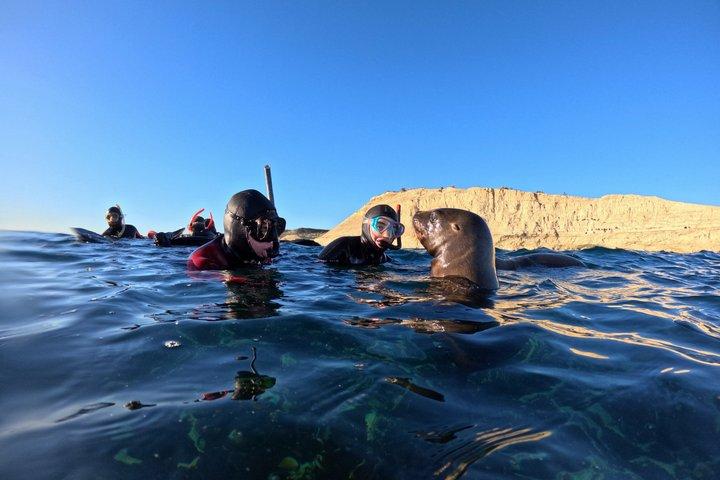Snorkeling with Sea Lions