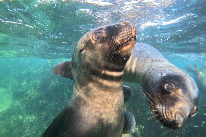 Snorkeling with Sea Lions