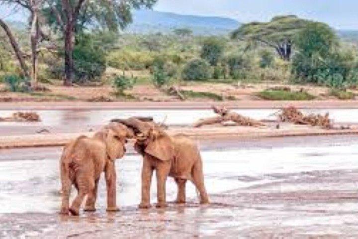 6-Day Ultimate Northern Kenya Safari