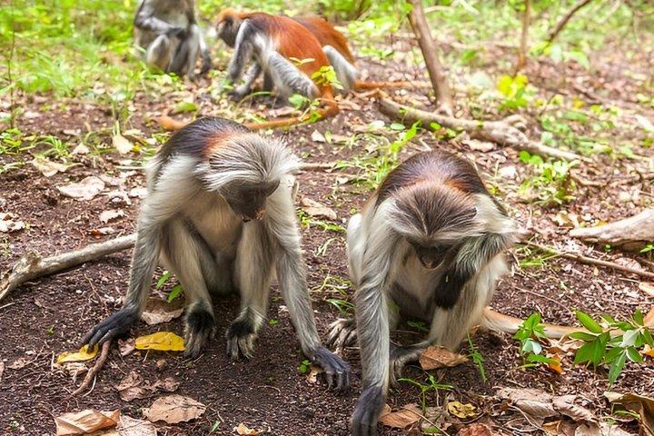 Zanzibar Jozani Forest Tour with Red Colobus Monkeys