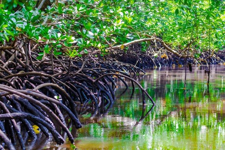 Zanzibar Jozani Forest Tour with Red Colobus Monkeys