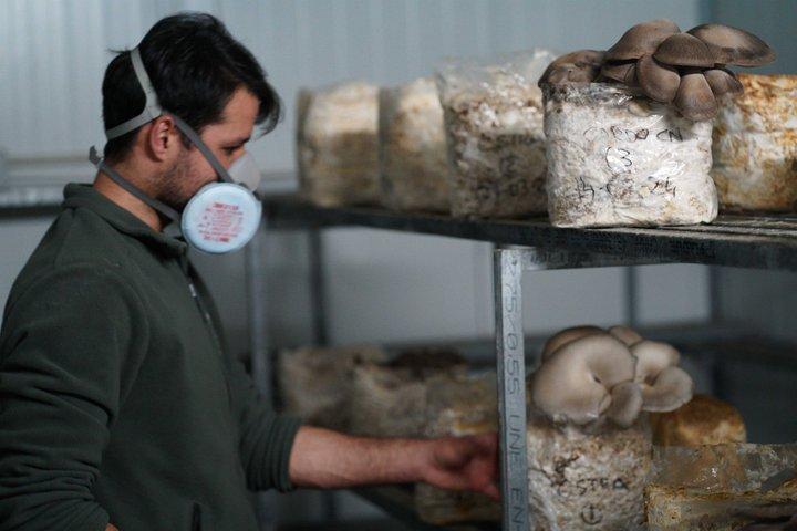 From cultivation to dish : Guided tour and mushroom tasting