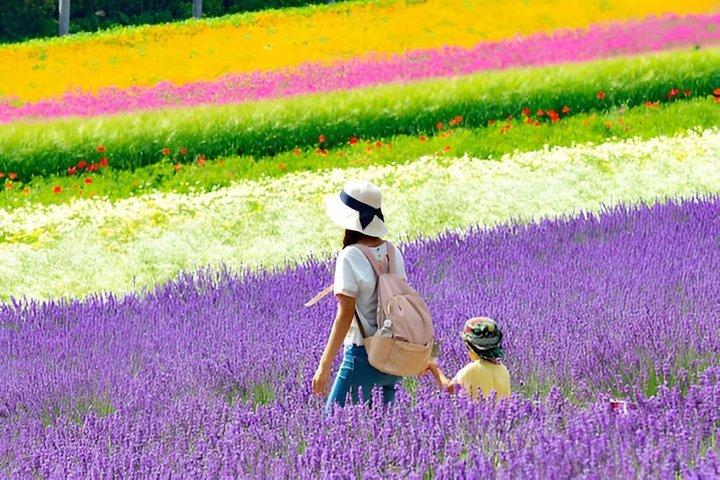 Hokkaido Farm Tomita, Shikisai Oka, Waterfall, Blue Pond Day Tour