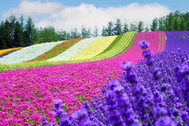 Hokkaido Farm Tomita, Shikisai Oka, Waterfall, Blue Pond Day Tour