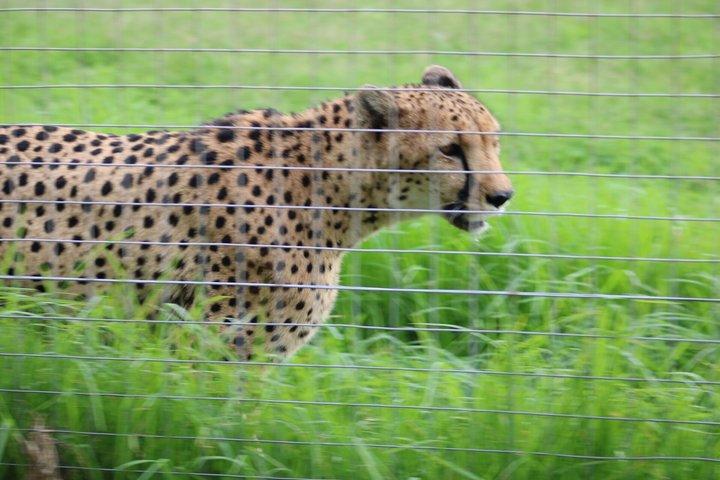 Cheetah Outreach Encounter & Giraffe House with Wine Tasting Tour