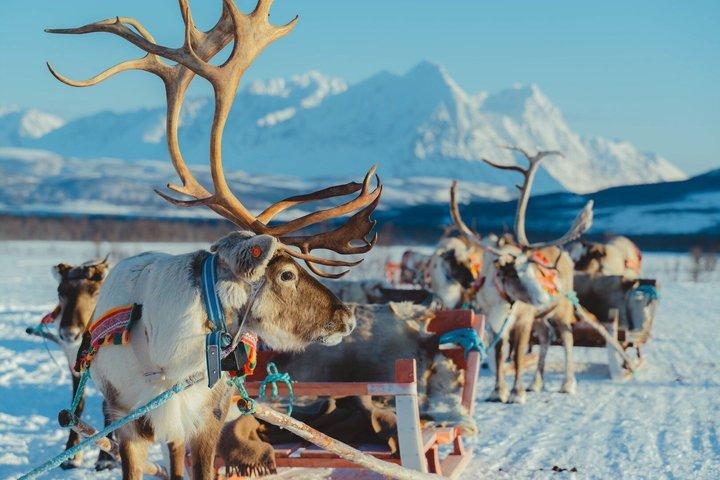 Reindeer Sledding & Feeding with Sàmi Culture Afternoon Departure