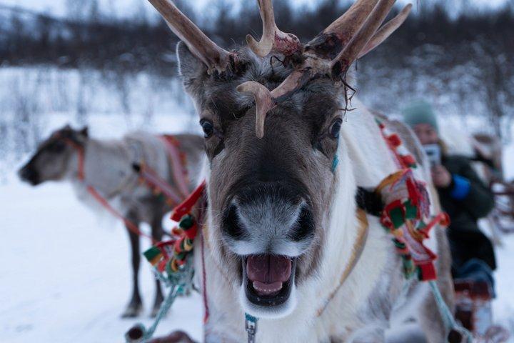 Reindeer Sledding & Feeding with Sámi Culture in Tromso
