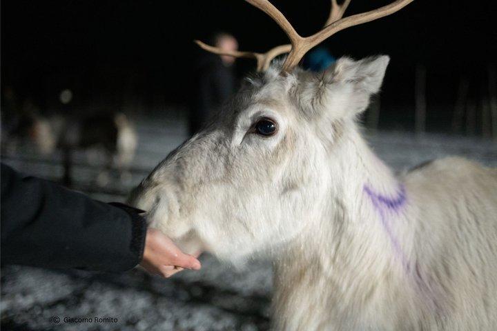 Reindeer feeding & Sámi Culture with chance for Northern Lights