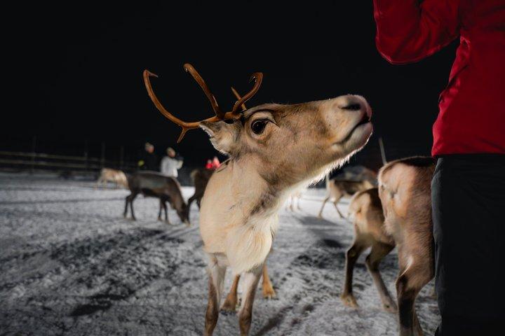 Reindeer feeding & Sámi Culture with chance for Northern Lights