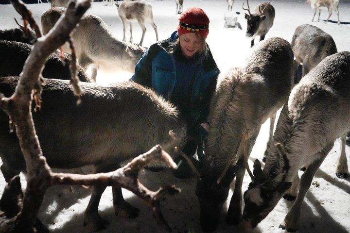 Reindeer feeding & Sámi Culture with chance for Northern Lights