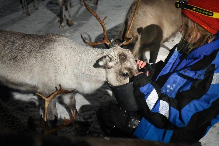 Reindeer feeding & Sámi Culture with chance for Northern Lights