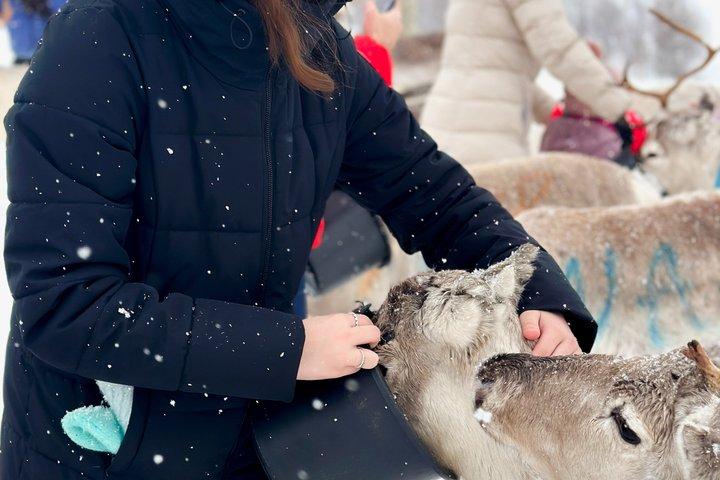 Reindeer Feeding & Sámi Culture Experience