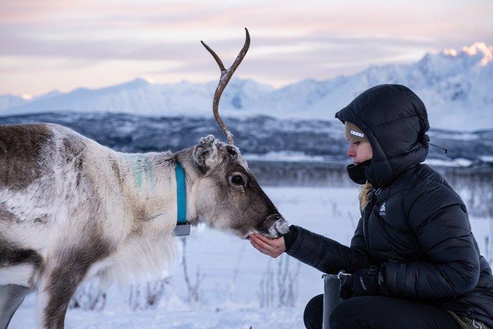 Reindeer Feeding & Sámi Culture Experience