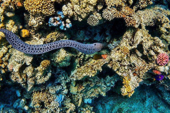 Safaga Full-Day Snorkeling Private Beach with Lunch & Transfers
