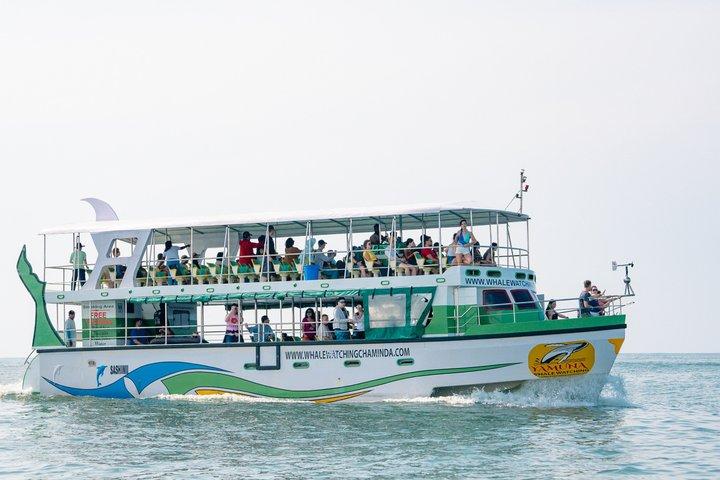 Whales and Dolphins Watching-Luxury Super Grade Cruiser(Hotel Pick up offered)
