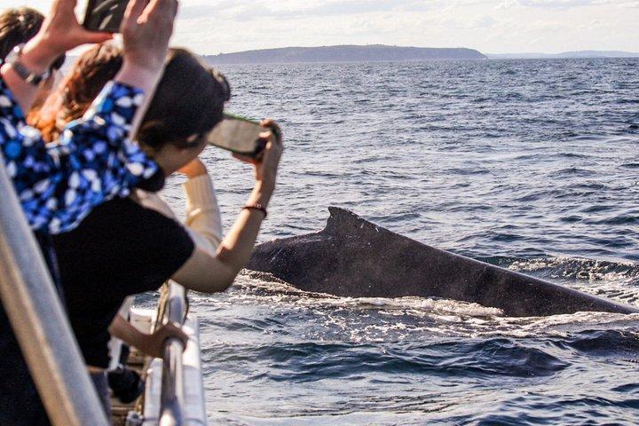 Sydney Whale Watching Adventure Cruise