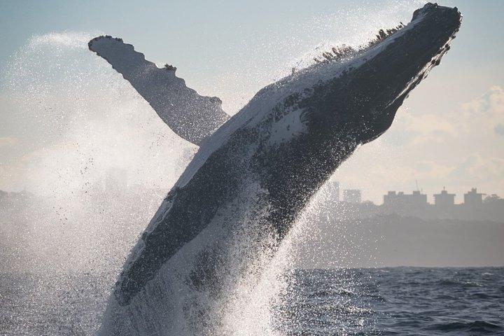 Sydney Whale Watching Adventure Cruise