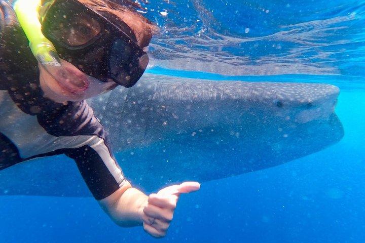 Whale Shark Tour Isla Mujeres