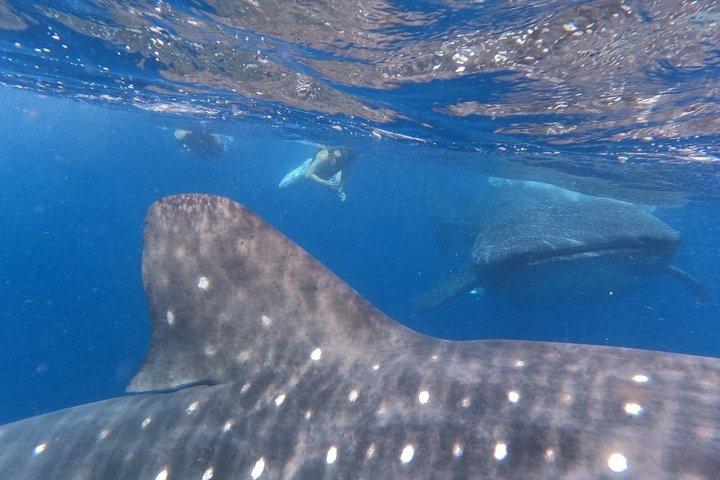 Whale Shark Tour Isla Mujeres