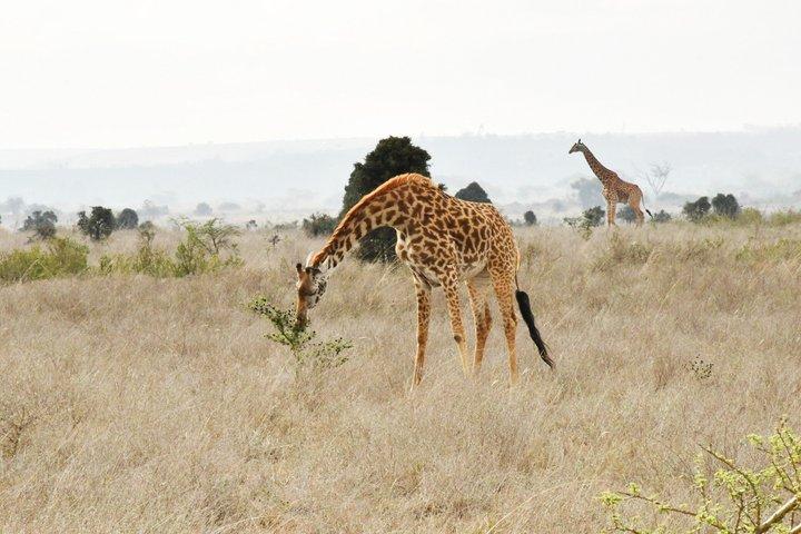 Half Day Nairobi National Park Wildlife Safari Experience